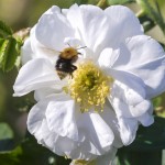 Close up bee on white rose_VR