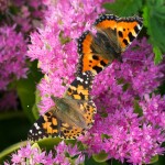 Painted Lady Butterfly _VR