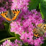 Painted lady butterflies_VR