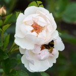 White Roses and bee close up 1_VR.jpg